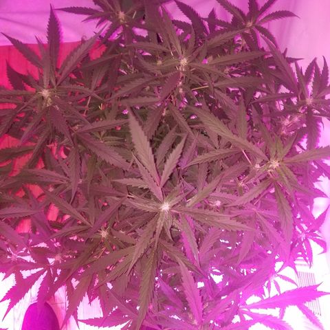 Kracken #1 growlog timeline photo