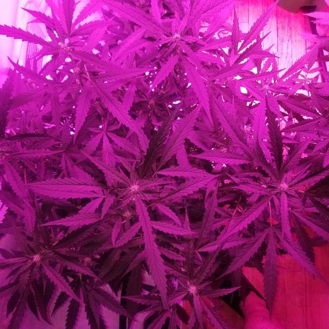 Kracken #2 growlog timeline photo