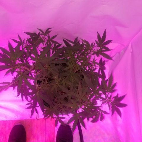 Do Si Dos Auto growlog timeline photo