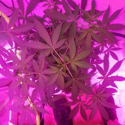 G14 #1 growlog timeline photo