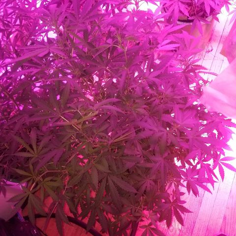 Bitchen Camaro  growlog timeline photo