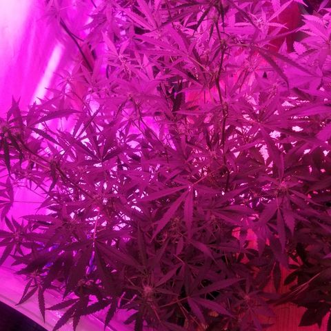 White widow  #1 growlog timeline photo