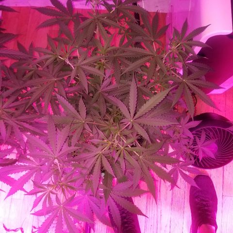 Bam Bam #3 growlog timeline photo
