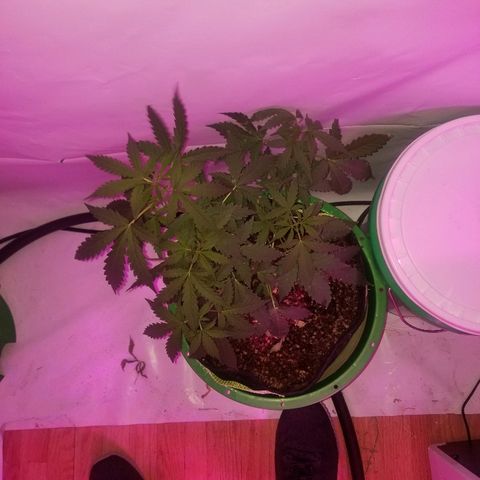 Bam Bam #2 growlog timeline photo