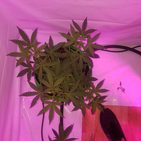Bam Bam #1 growlog timeline photo