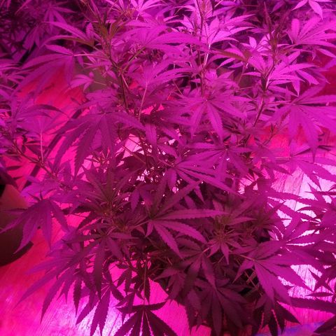 Bubblegum breath  #1 growlog timeline photo