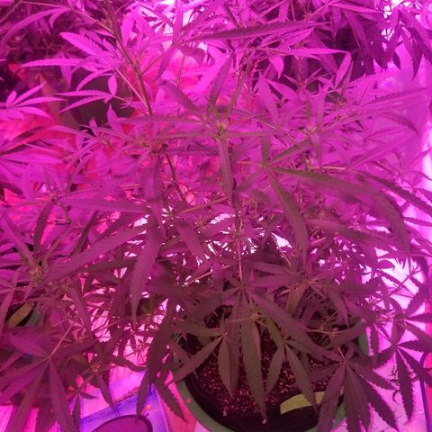 Bubblegum breath  #2 growlog timeline photo