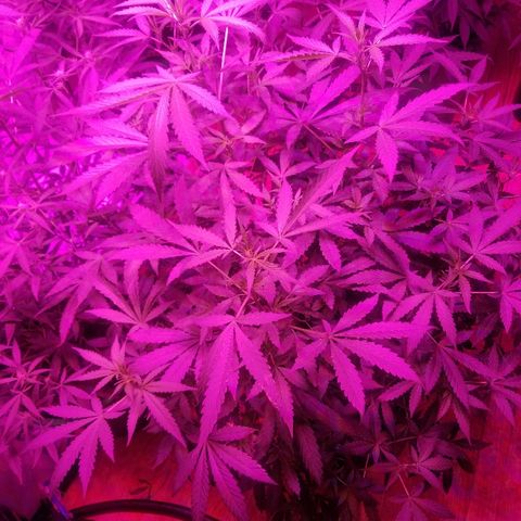 Bitchen Camaro  growlog timeline photo