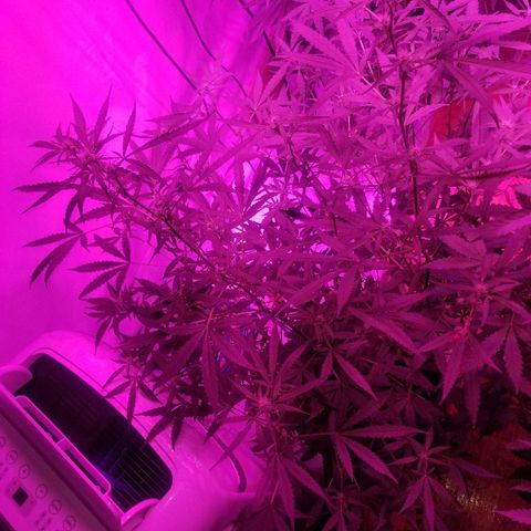 White widow  #1 growlog timeline photo