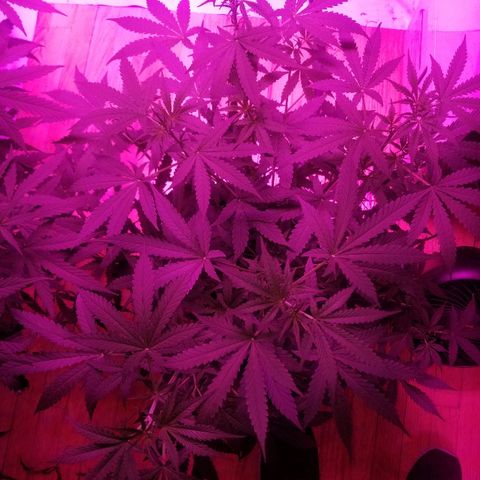 Bam Bam #3 growlog timeline photo