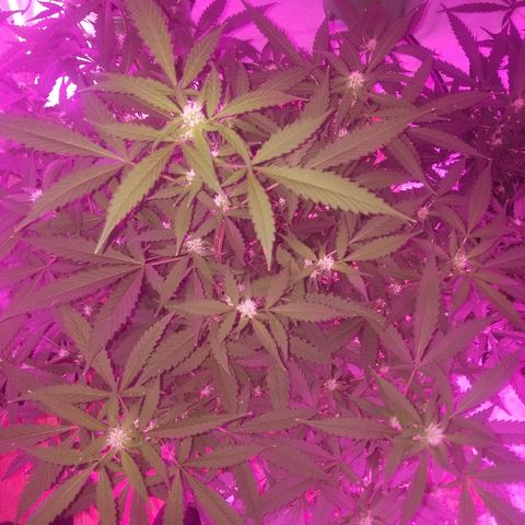 Kracken #1 growlog timeline photo