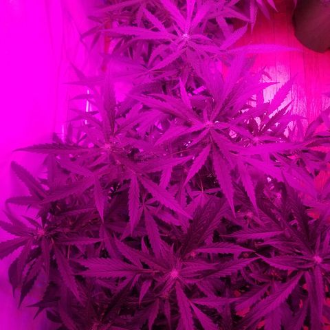 Kracken #2 growlog timeline photo