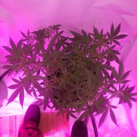 Do Si Dos Auto growlog timeline photo