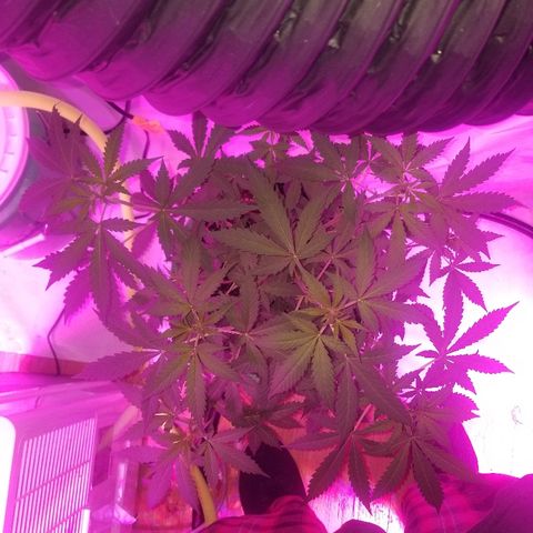 G14 #1 growlog timeline photo