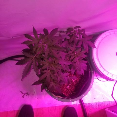 Bam Bam #2 growlog timeline photo