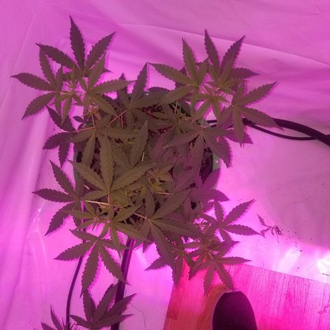 Bam Bam #1 growlog timeline photo