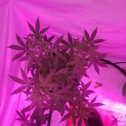 Bam Bam #1 growlog timeline photo
