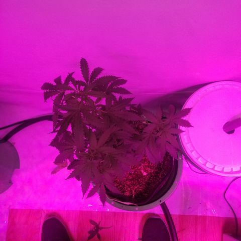Bam Bam #2 growlog timeline photo