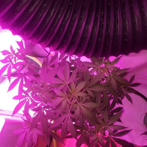 G14 #1 growlog timeline photo