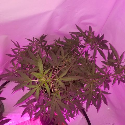 Do Si Dos Auto growlog timeline photo