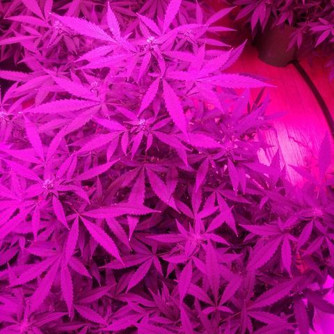 Kracken #1 growlog timeline photo