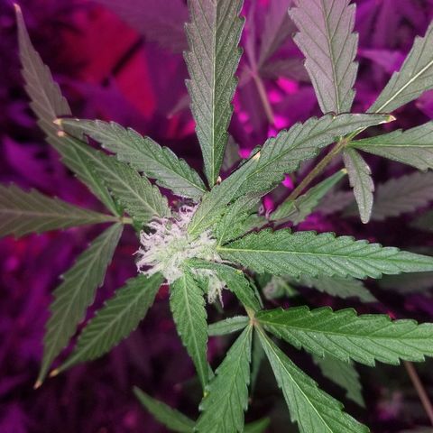 Kracken #1 growlog timeline photo