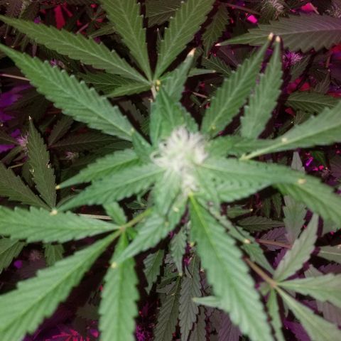 Kracken #1 growlog timeline photo