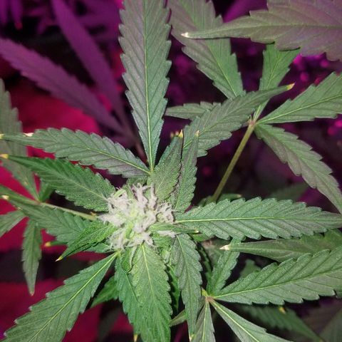 Kracken #1 growlog timeline photo
