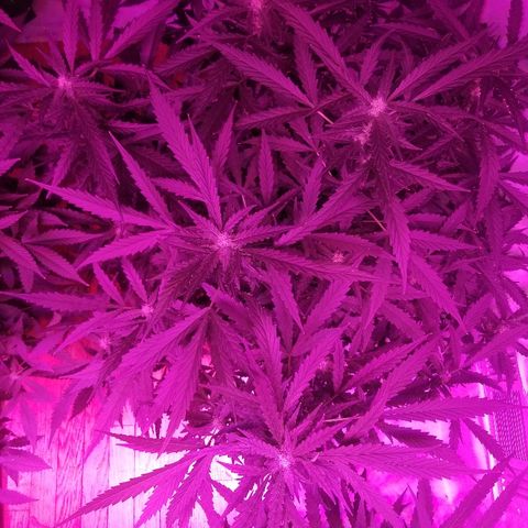 Kracken #2 growlog timeline photo
