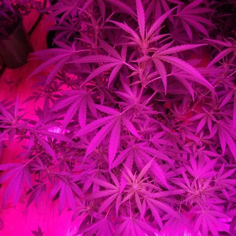 Bubblegum breath  #1 growlog timeline photo