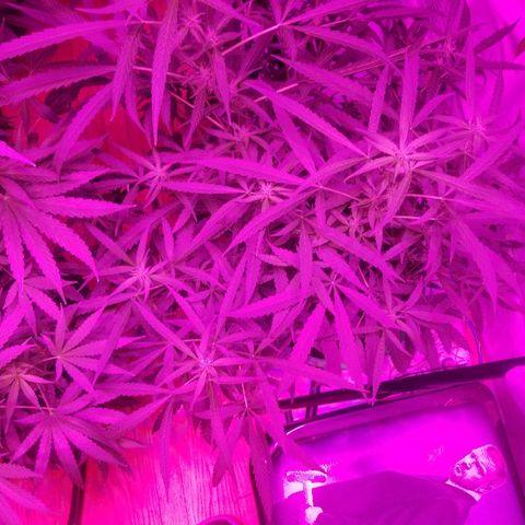 Bubblegum breath  #2 growlog timeline photo