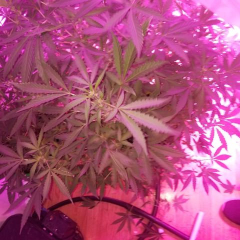 Bitchen Camaro  growlog timeline photo