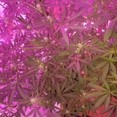 White widow  #1 growlog timeline photo