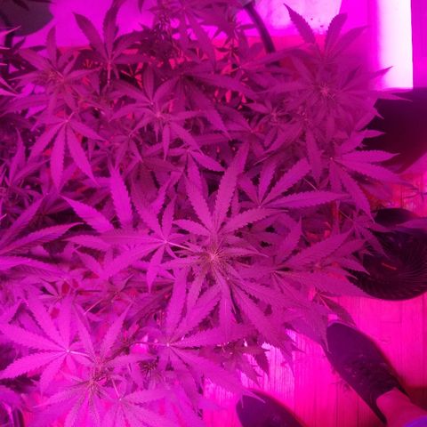 Bam Bam #3 growlog timeline photo
