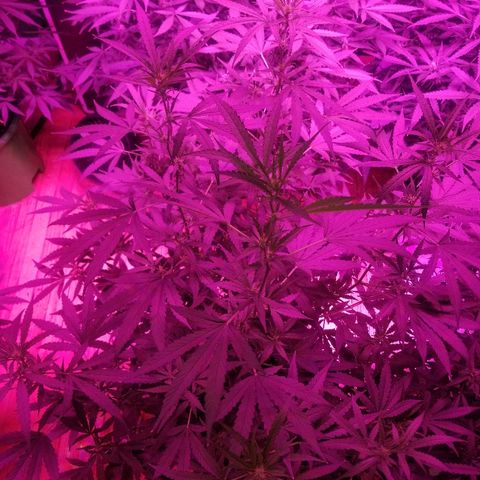Bubblegum breath  #1 growlog timeline photo