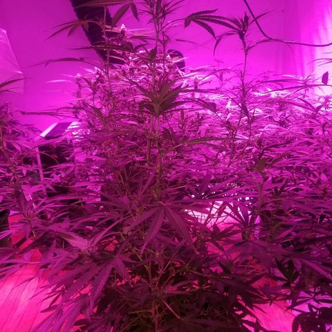 Bubblegum breath  #1 growlog timeline photo