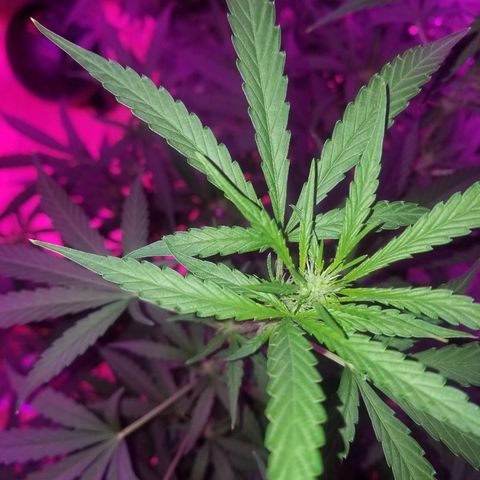 Bubblegum breath  #1 growlog timeline photo