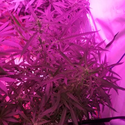Bubblegum breath  #2 growlog timeline photo