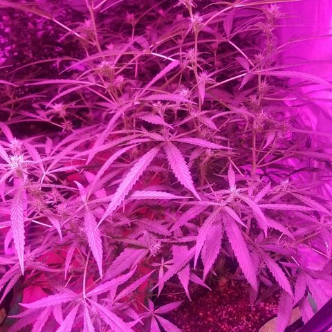Bubblegum breath  #2 growlog timeline photo