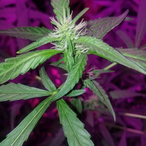 Bubblegum breath  #2 growlog timeline photo