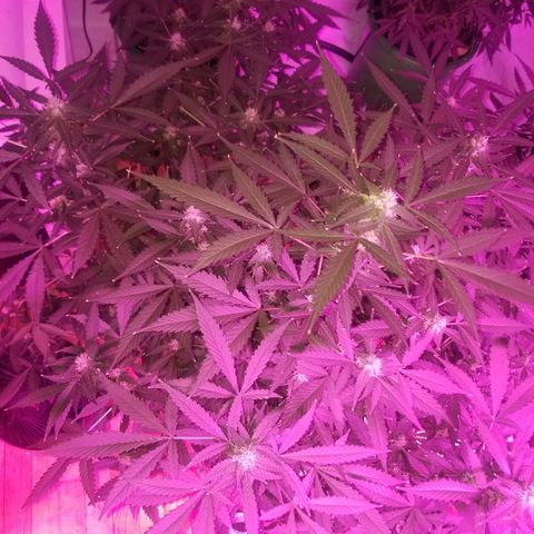 Kracken #1 growlog timeline photo
