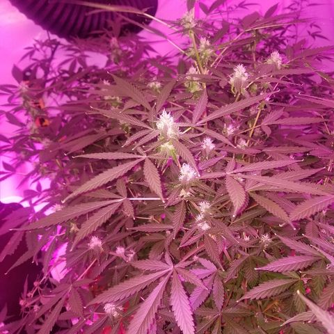 Kracken #1 growlog timeline photo
