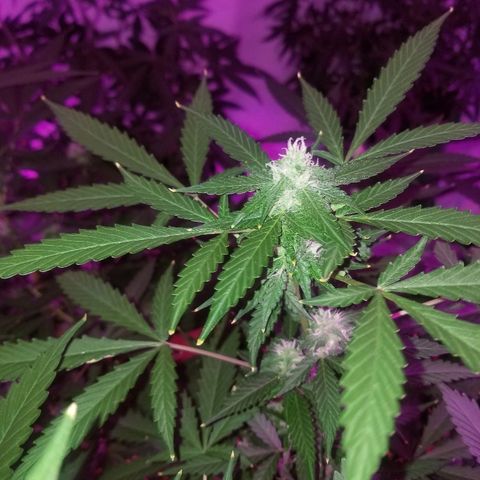 Kracken #1 growlog timeline photo