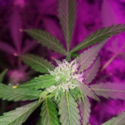Kracken #1 growlog timeline photo