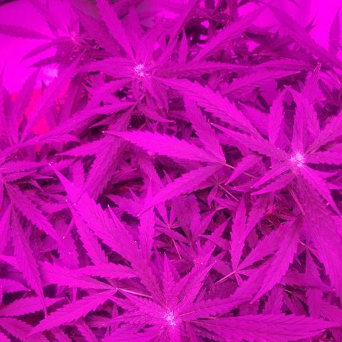Kracken #2 growlog timeline photo