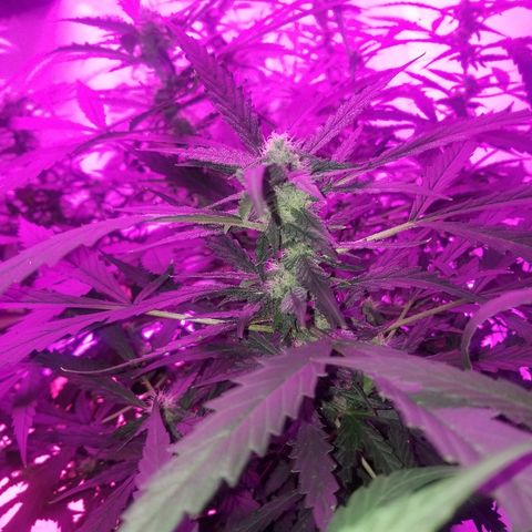 Kracken #2 growlog timeline photo