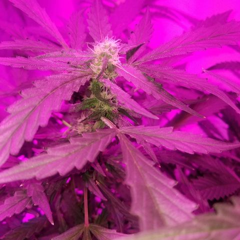 Kracken #2 growlog timeline photo