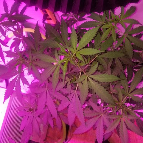 G14 #1 growlog timeline photo