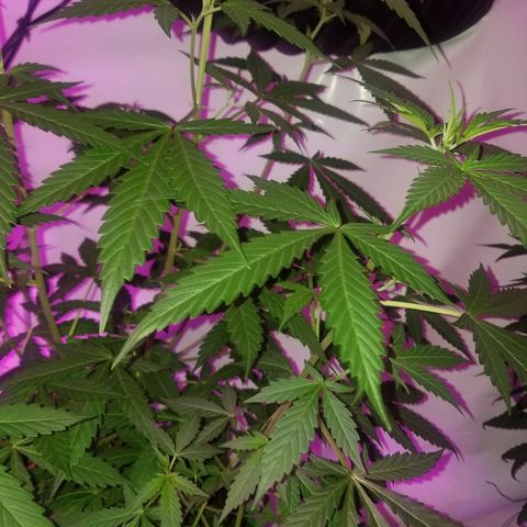 G14 #1 growlog timeline photo