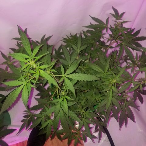Do Si Dos Auto growlog timeline photo